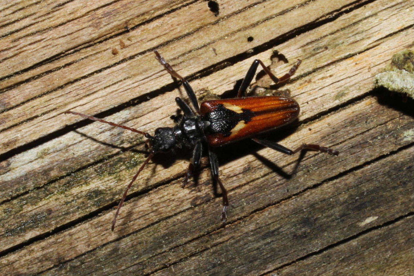 Coleoptera da determinare-1: Rhagium bifasciatum